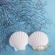 Natural shell oversized white scallop barbecue conch Painting graffiti wall sticker Fish tank Handicrafts DIY landscaping