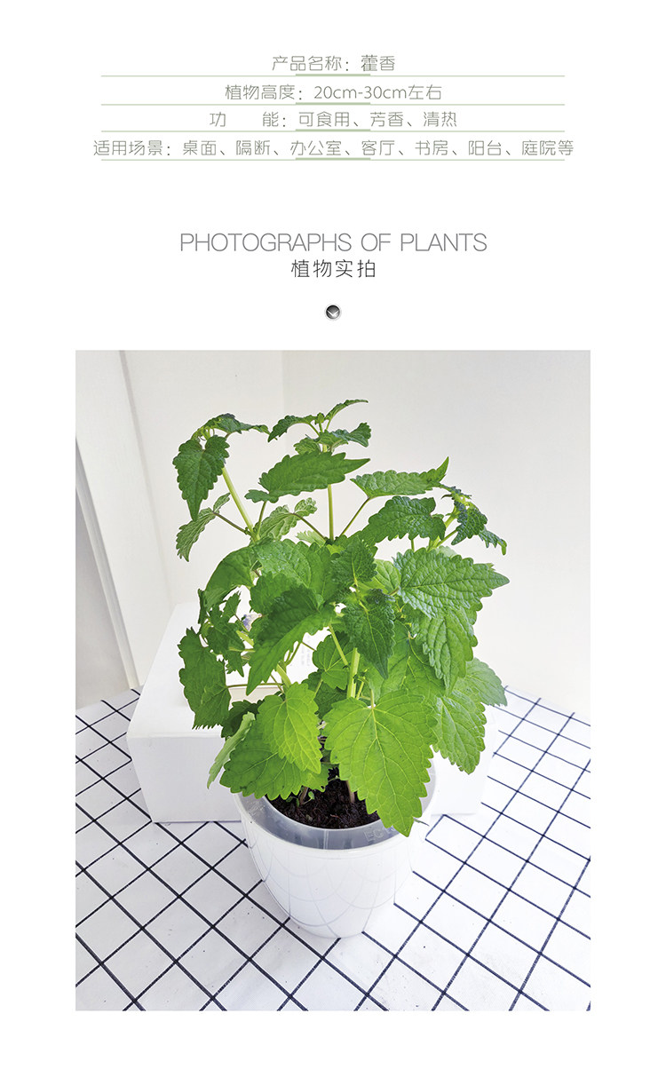 四川藿香水培盆栽可食用新鲜藿香