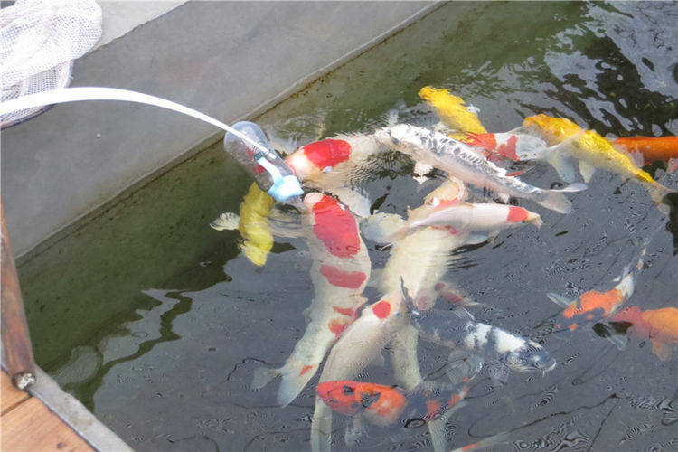 吃奶鱼批发 奶嘴鱼 六一礼物观赏鱼幸运鱼吃奶锦鲤