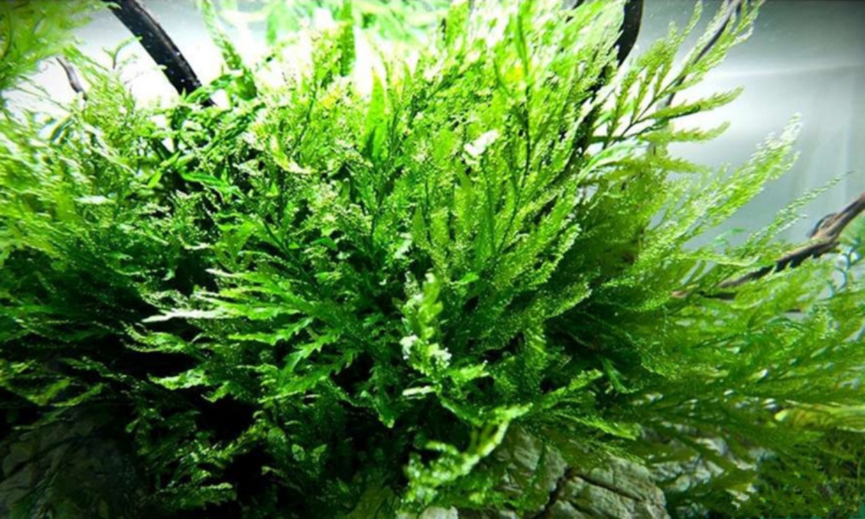 黑木蕨水下叶阴性水草飘逸后景鱼缸水草缸造景中后景绑沉木水草_双氙