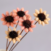 (Small thorn chrysanthemum)Home decoration office decoration art combination dried flower small chrysanthemum shooting props Wild chrysanthemum