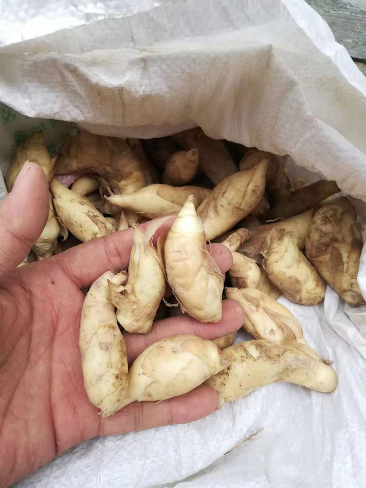 19年农虚拟现实vr未来科技展示新鲜新广东特产苓薯节薯竹芋家邮全景