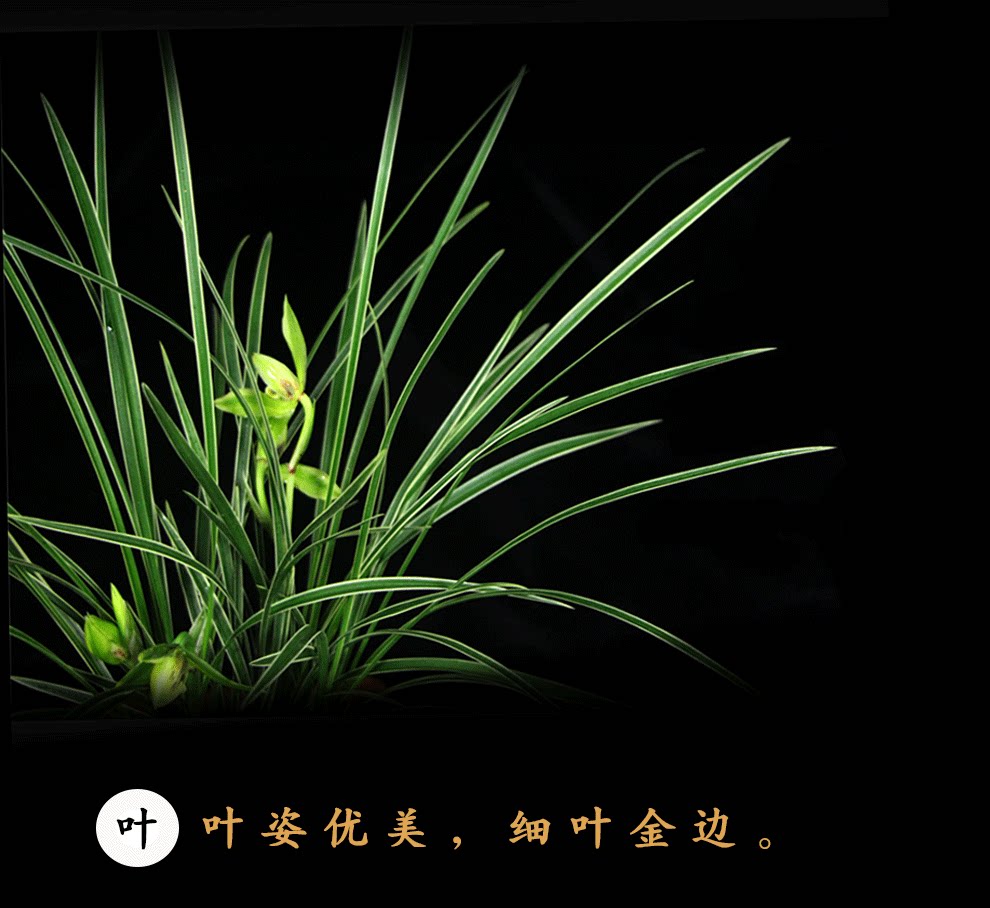 金边线艺兰花苗带花苞浓香春兰皎月兰草花卉室内四季兰盆栽包邮_5折