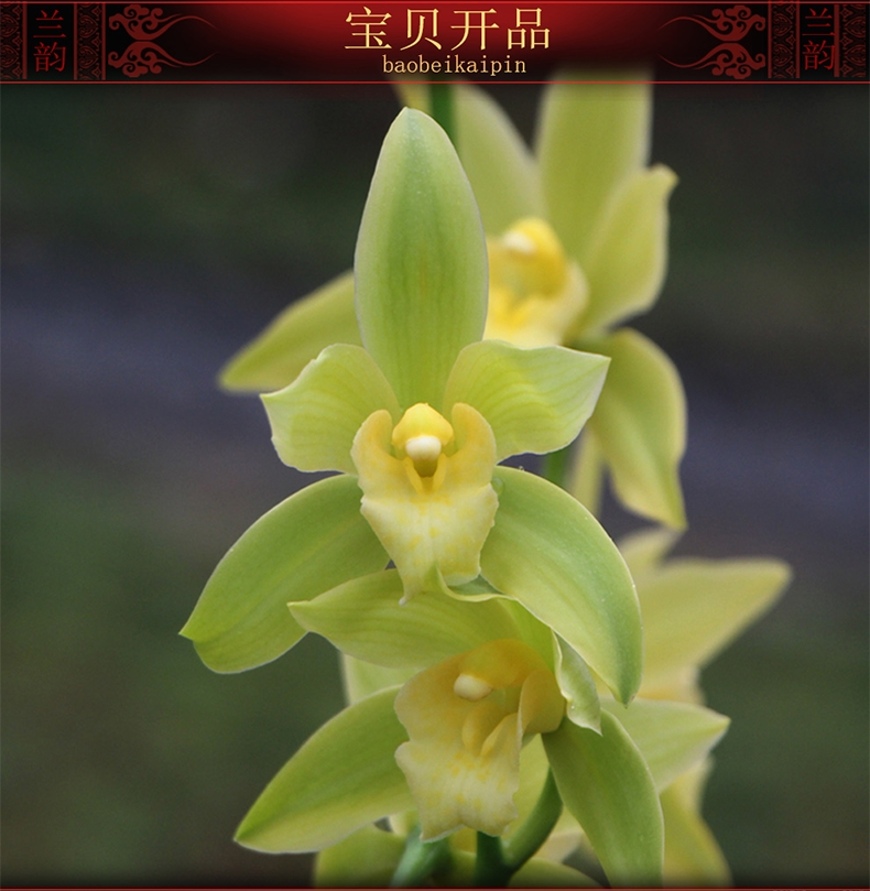 德芳兰业兰花苗四季带花苞大花蕙兰玉凤素室内花卉绿植盆栽包邮_7折