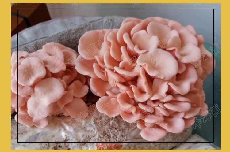 红平菇食用菌菌种蘑菇菌包红蘑菇食用蘑菇多肉植物阳台