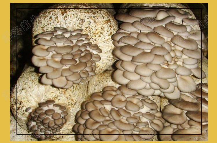 灰姬菇种菌包食用菌棒菌包菌种种子蘑菇多肉植物阳台养殖菌包