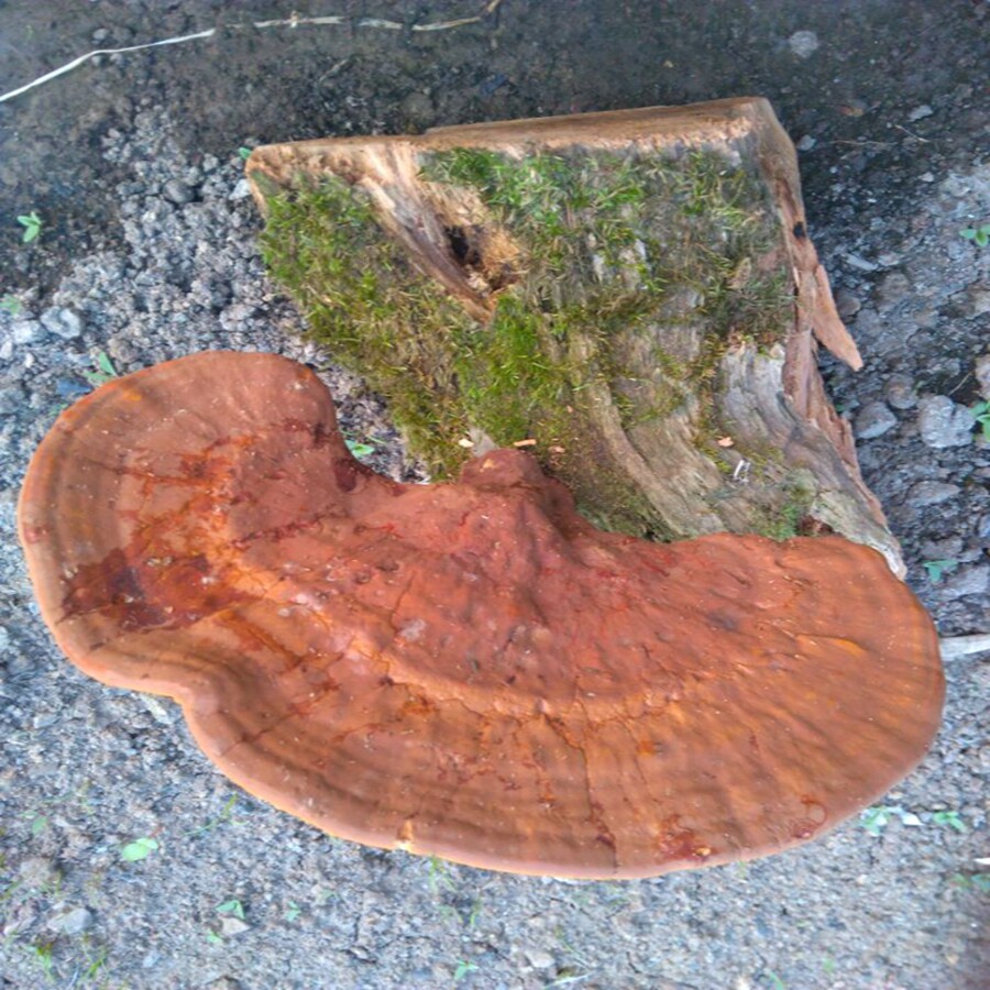 产自东北长白山天然纯野生灵芝 紫灵芝 整支 带木头灵芝泡酒切片