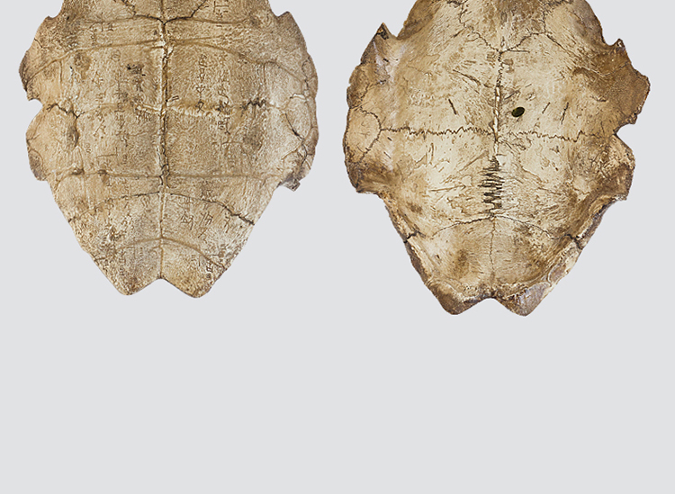 甲骨文龟壳个性装饰甲骨文软装树脂配件古玩古玩学道杂项精美学校