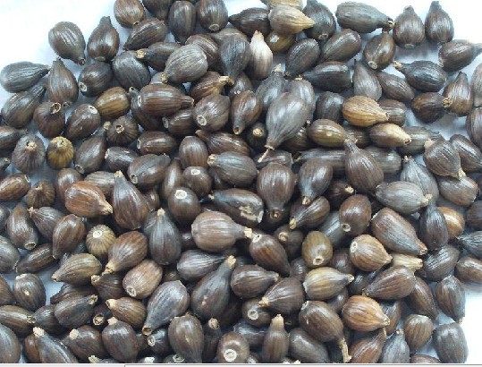 农家野生薏米新货小薏米祛湿薏米红豆粥薏仁米薏米仁优质纯天然