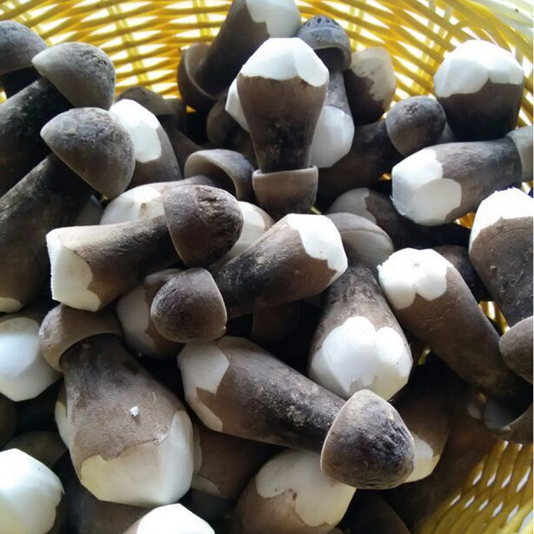 特级黑皮鸡枞菌500g新鲜鸡纵菌云南特产菌菇磨菇火锅煲汤食材