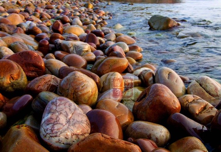 我们在铺满鹅卵石的海滩上晾晒海带&darr