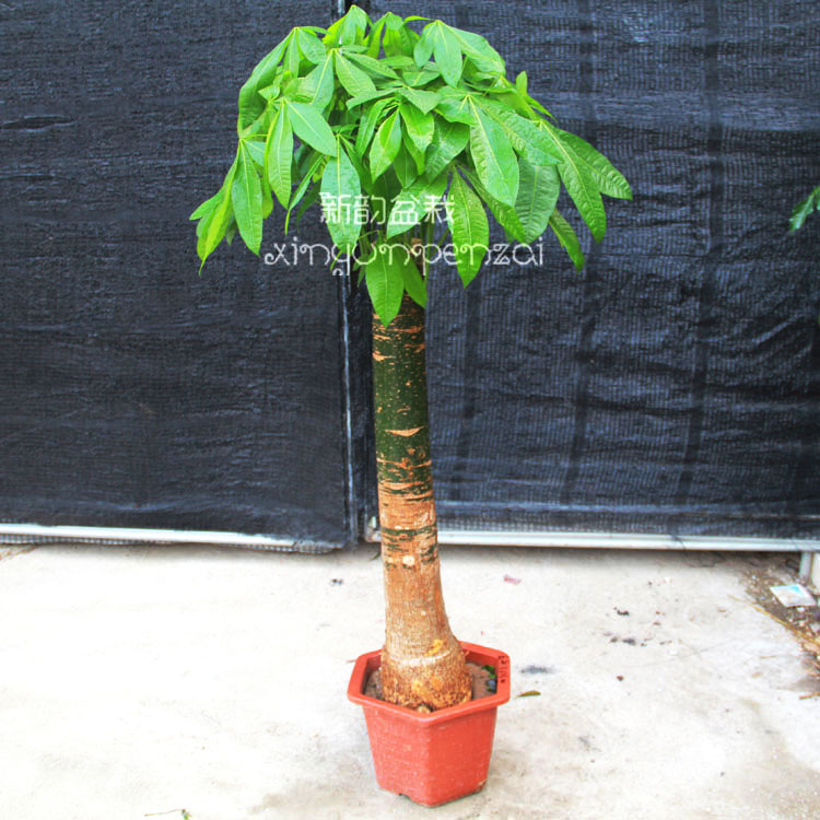 发财树盆栽 大 室内花卉绿植新居客厅摆放 公司乔迁开业送礼植物