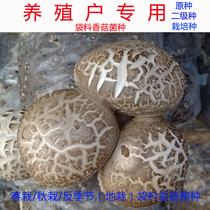 Shiitake mushroom strains Spring planting Autumn planting Anti-season bag material Shiitake mushroom strains 212 215 808 Self-produced direct sales