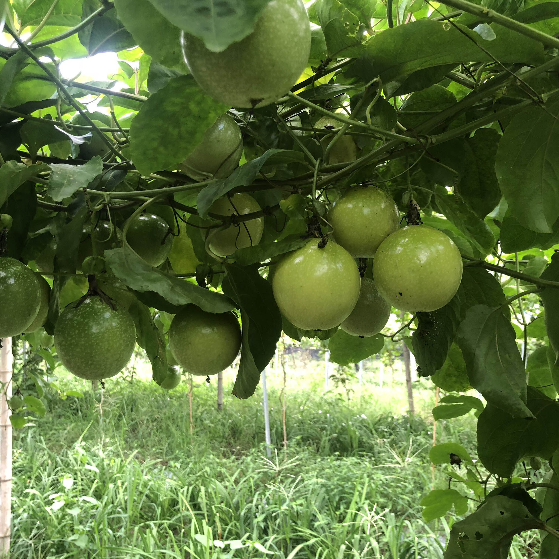 5斤时令情人果黄金百香果黄色鸡蛋果酱西番莲新鲜水果现摘现发