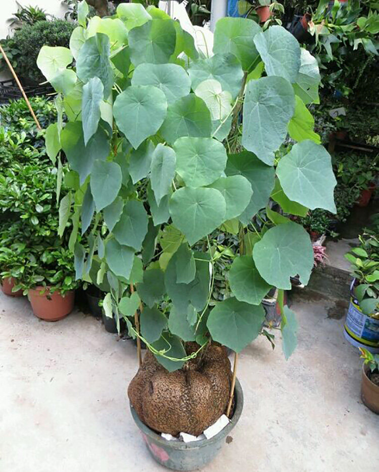 云南野生绿藤山乌龟盆栽 球根多肉藤本植物花卉观根盆景阳台造景