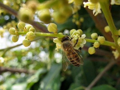 龙眼花蜂蜜 荔枝柚子蜜 纯正农家春蜜新蜜 1000g 土蜂蜜2斤包邮
