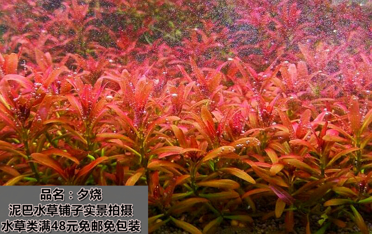 丁香中雨伞紫红夕烧红绿红色水草红丁香蝴蝶鱼缸造景宫廷水下叶后景社已图片