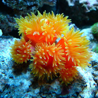 太阳花 炮仗花 弱光 中强流 活体海水生物珊瑚 必拍包装_7折现价80元