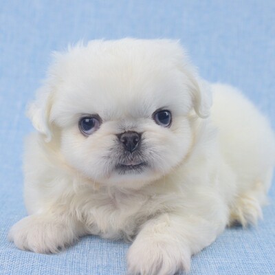 出售京巴活体小型犬幼犬狮子狗北京犬纯种家养活体宠物狗狗包健康_7折