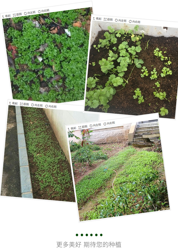 四季小香芹种子小芹菜种子速生香芹种子芹菜籽四季播家庭种菜包邮