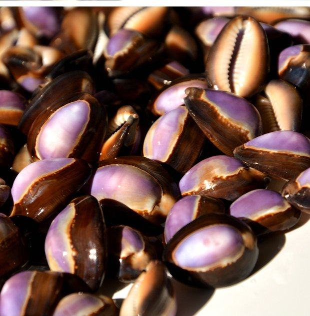 满58包邮海螺贝壳紫黑宝螺2-3cm地中海家居装饰品水族造景礼物