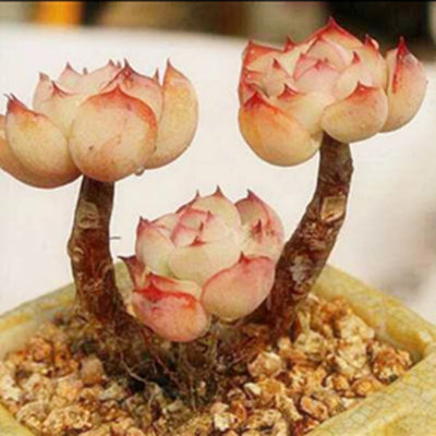 多肉荷花群生造型老桩一物一拍 多肉植物荷花 好养易度夏_7折现价8.