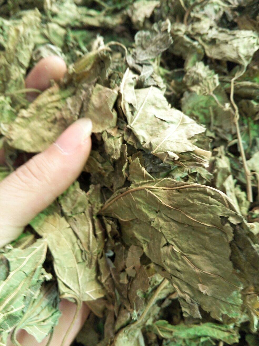 中药材桑叶 天然青桑叶 优质桑叶批发 桑叶粉