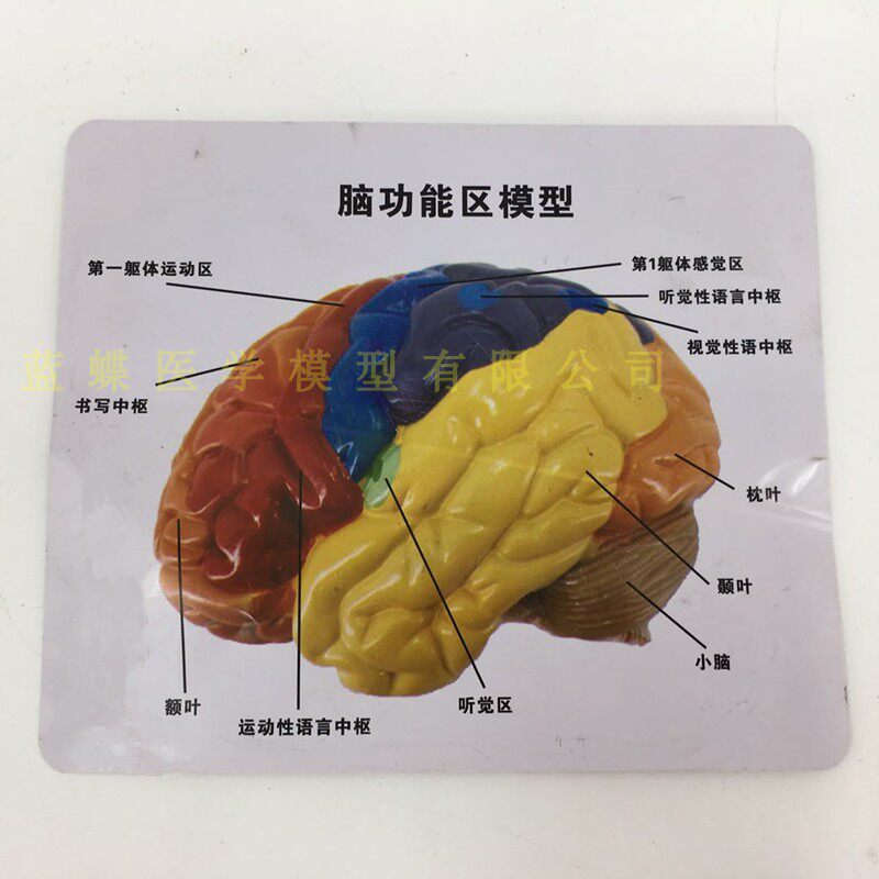 正品医学大脑模型 大脑功能分区 皮层分区 人体脑解剖 脑色分模型