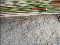 University students scientific research institutions research water plants with large Pu rod powder fragrant busstalk powder yellow calamus straw powder 250g