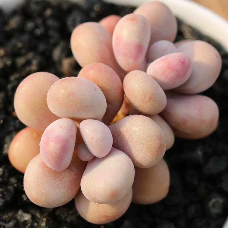 株形 掌形 棱数 1 园林用途 盆栽 繁殖方式 嫁接 规格 亚美桃蛋(滋