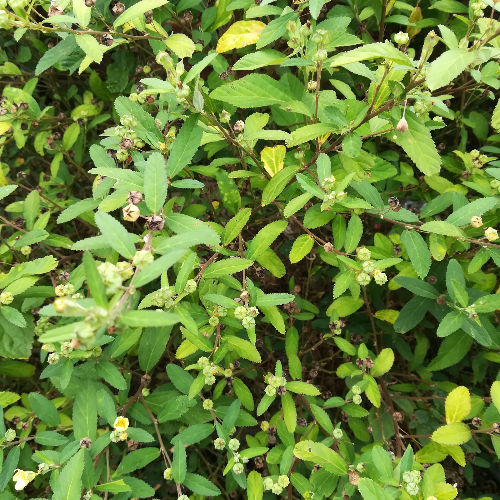 黄花谷拔,拔脓消,胶粘根,黄花猛,千斤遂,黄花仔,乏 力草,小本黄花草