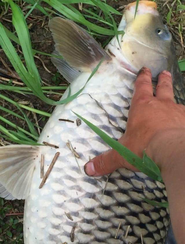 都说降温前鱼好钓,为啥你的浮漂却没动静