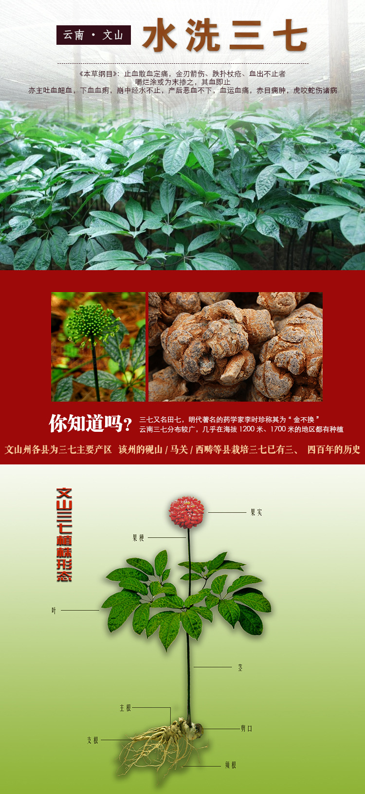 云南特产文山有机三七产地直销三七40头60头 水洗本色