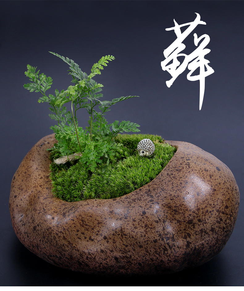 鲜活苔藓微景观生态瓶白发藓假山盆栽朵朵青苔吸水石雨林缸造景