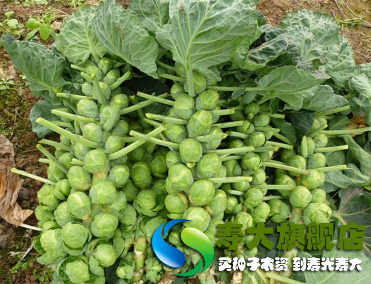 春播【特菜孢子甘蓝种子】稀有品种营养价值高盆栽四季寿光蔬菜种