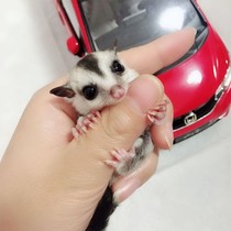 Net red honey bag glider White-faced honey bag ferret mother cub Pet heteropet secret kangaroo player Honey Pu color milk honey live animal