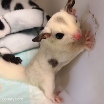 Rare Pet Flying Glider White-faced Mosaic Live Animal Flying Glider Cub Flying Mouse Flying Glider Live Animal Vaccine