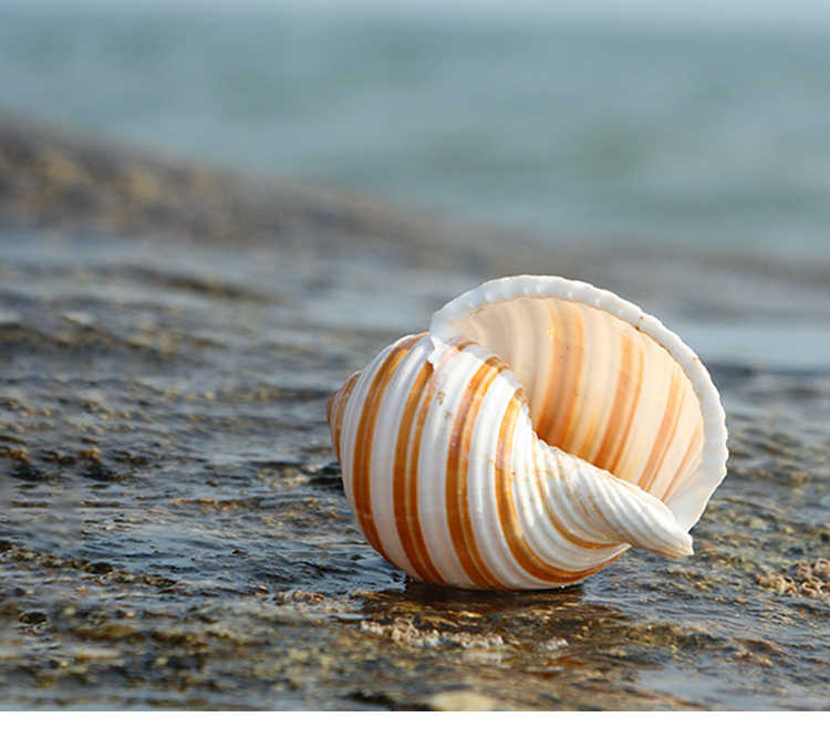 琴螺天然贝壳海螺多肉花盆摆件道具卷贝鱼寄居蟹替换壳鱼缸造景