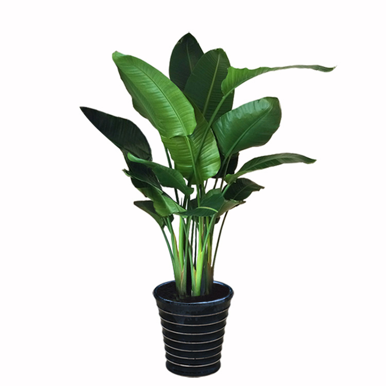 如何种植“天堂鸟”?