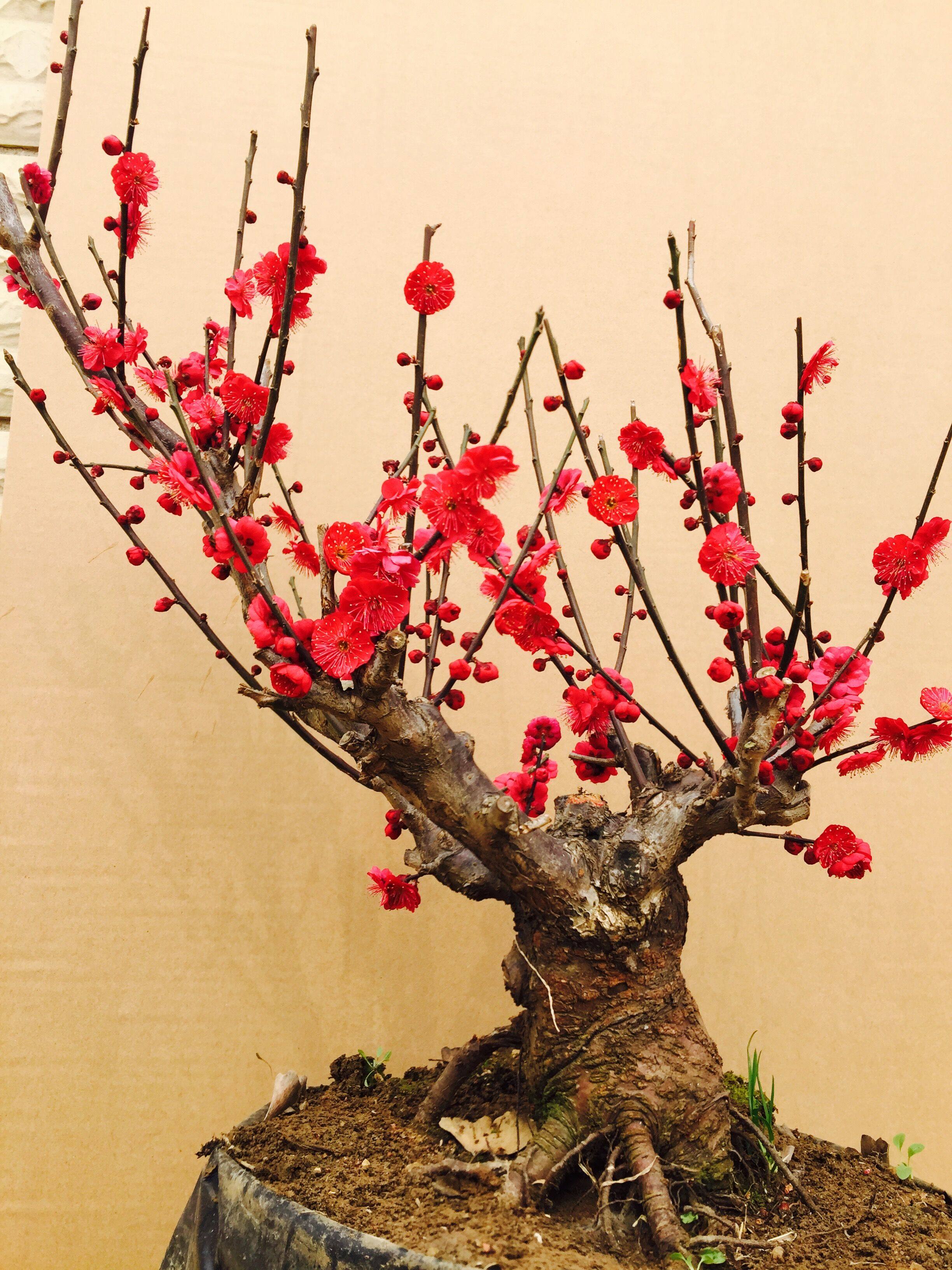 红梅盆景树桩实物腊梅红梅树苗乌梅绿梅朱砂梅室内绿植盆栽包邮