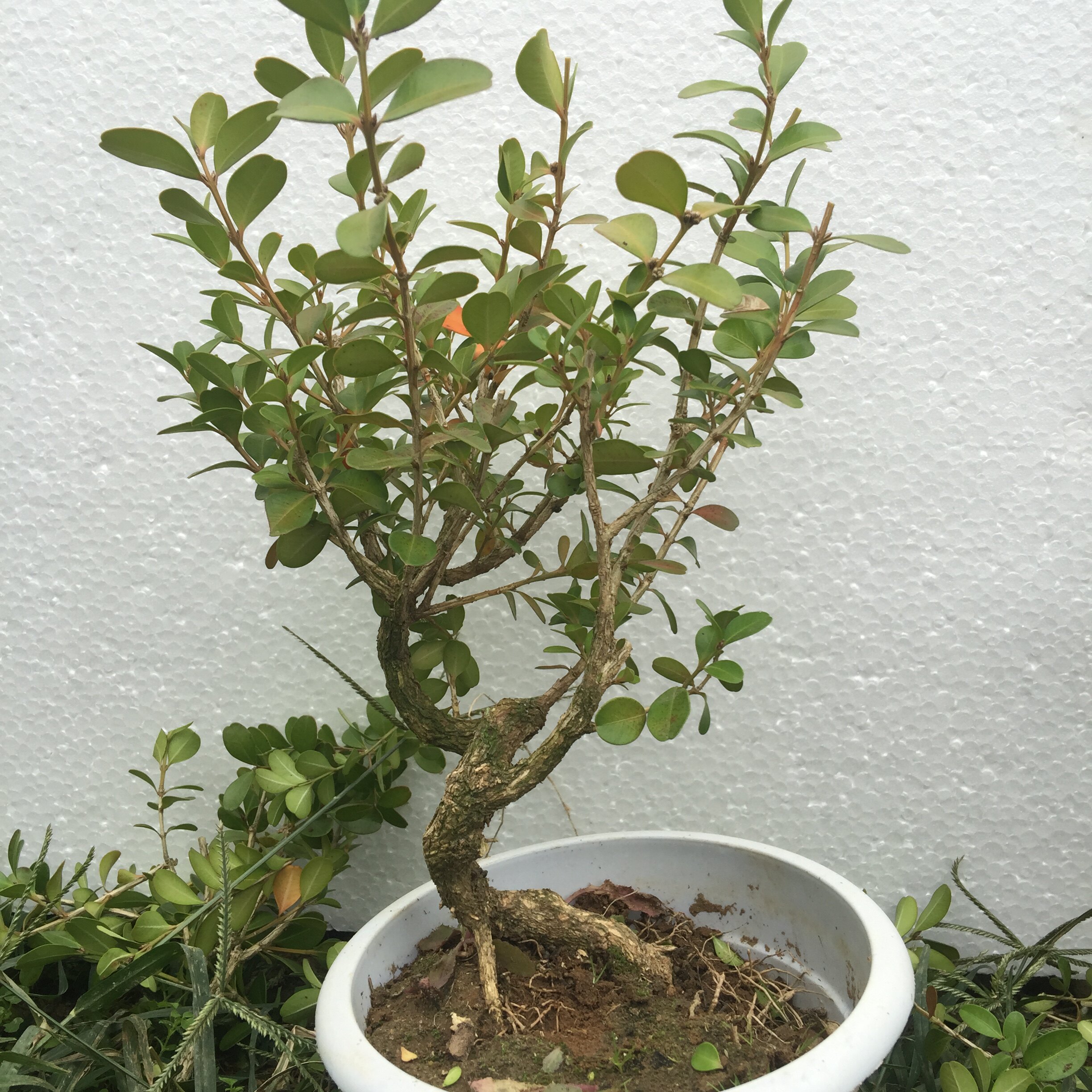 黄杨盆景树桩微型盆景老桩瓜子黄杨小品