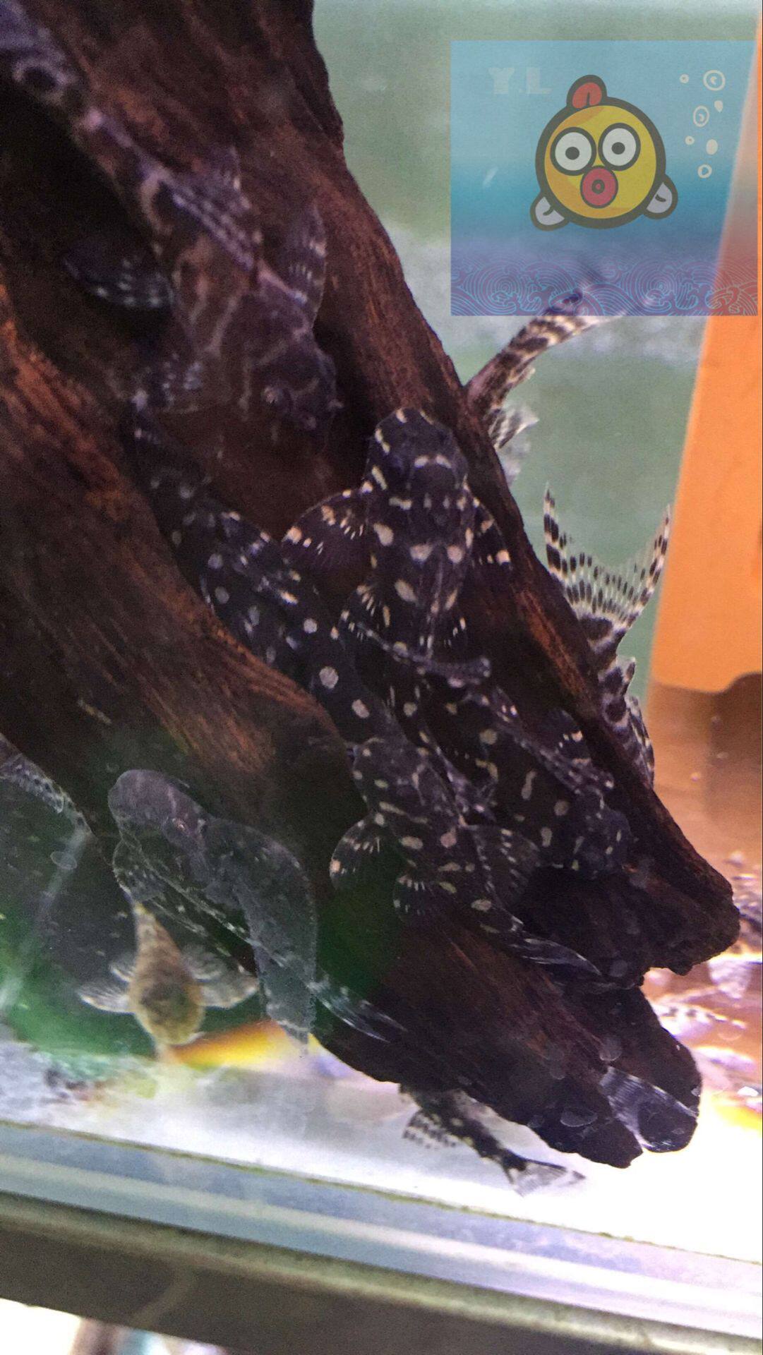 皇后雪球l471 金色大点型皇后雪球 异型鱼 异形 热带鱼 活体