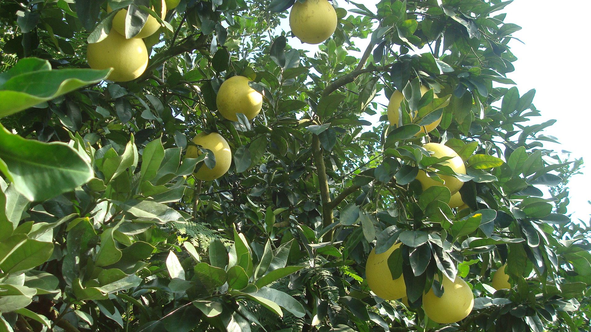 柚子红心蜜柚2个5斤装包邮现摘新鲜孕妇水果正宗平和琯溪红肉柚子