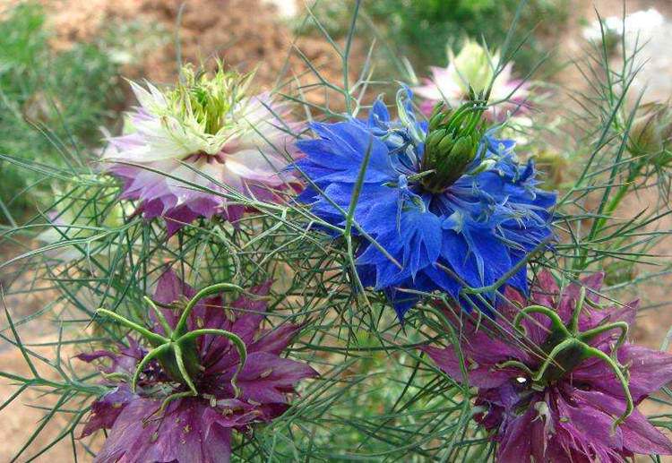 黑种草种子混色香草波斯宝石黑子草阳台庭院盆栽观花种子易播