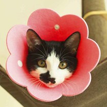Elizabeth circle cat anti-licking bite collar hoop soft Elizabeth anti-bite shame ring Sterilization Supplies