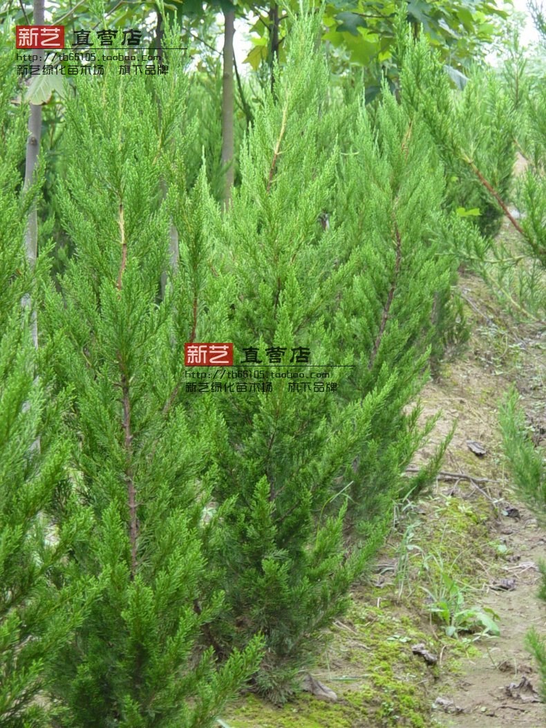 蜀桧蜀侩苗蜀桧树苗塔柏川柏北京桧松柏树苗四季常青绿化树苗
