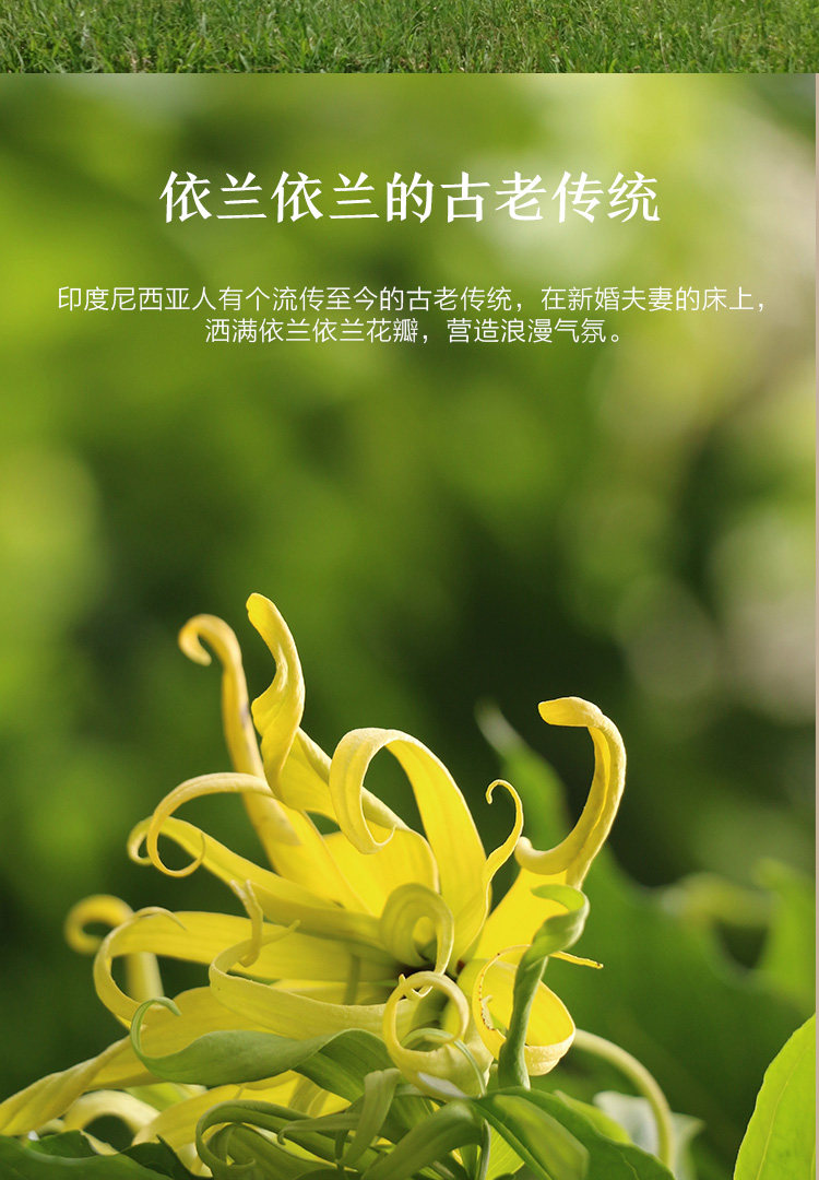 阿芙依兰依兰精油 按摩精油全身调情香薰依兰花单方精油按摩油_分享99