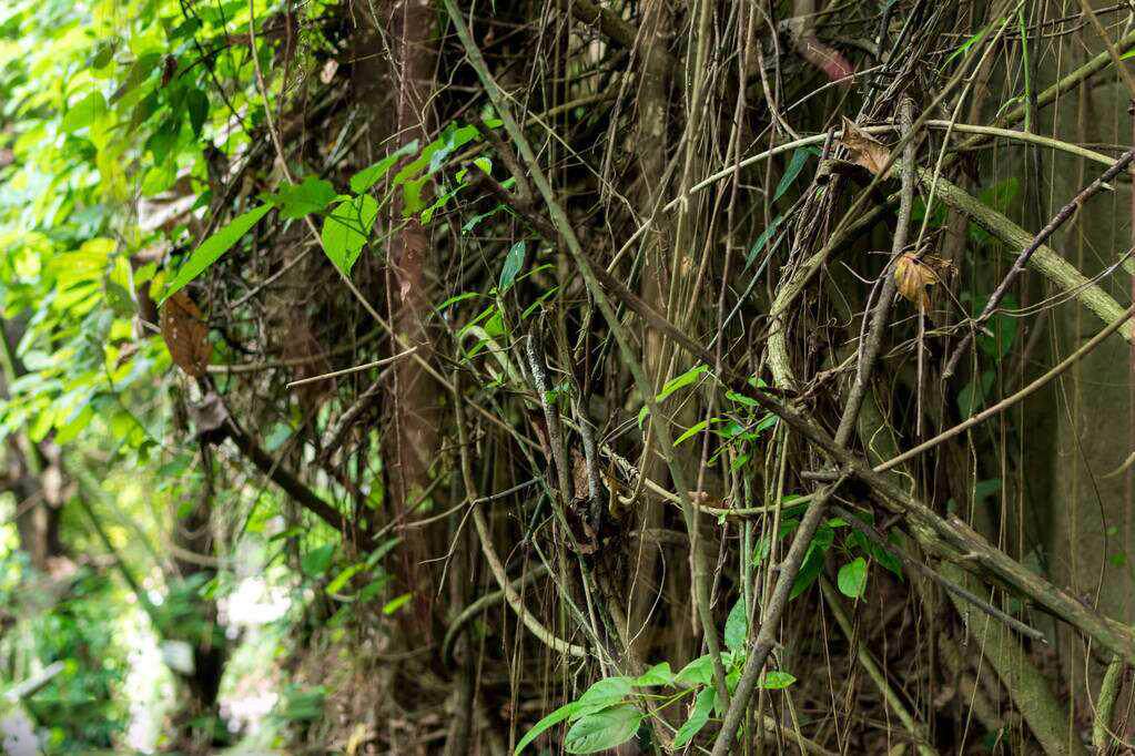 东南亚岛屿风,脱俗的秋藤