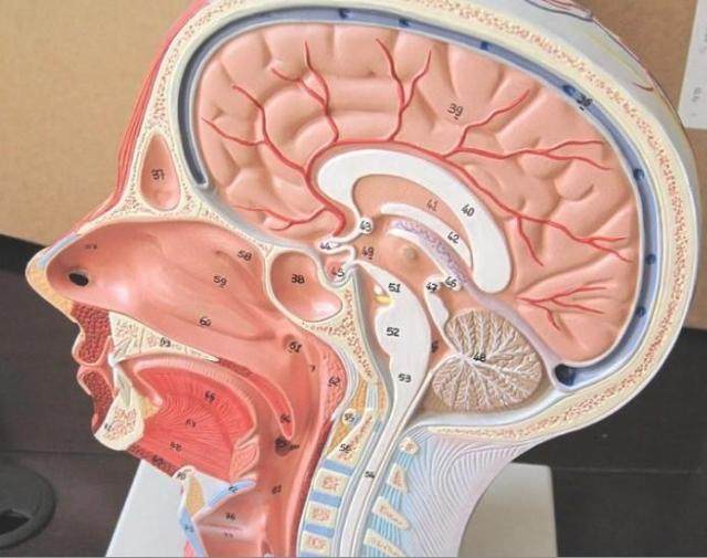 硅胶头模注射嫁接睫毛练习面部模型线雕微整学习指导微整道具