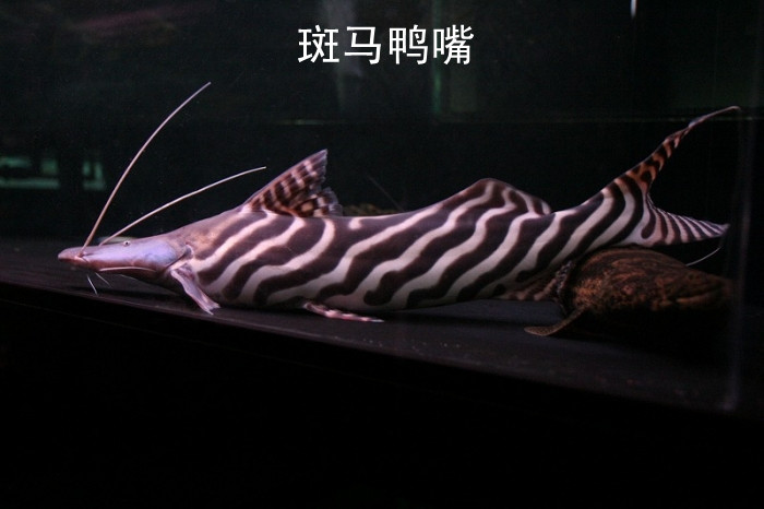 斑马鸭嘴鱼 撒旦鸭嘴鱼 月光鸭嘴 沙东麦克鸭嘴 高端风水鱼 活体
